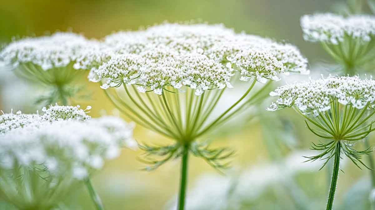 daucus carota