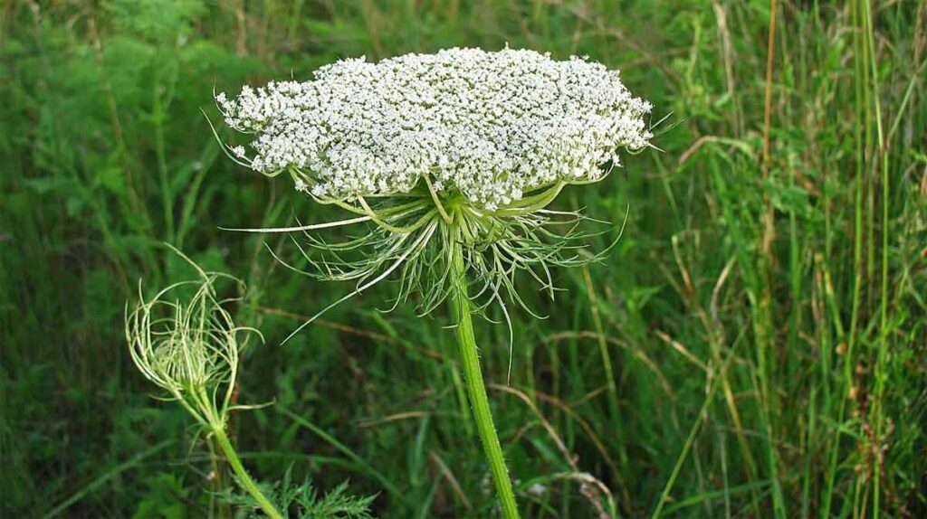daucus carota