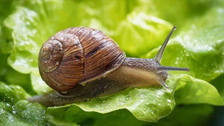 escargot