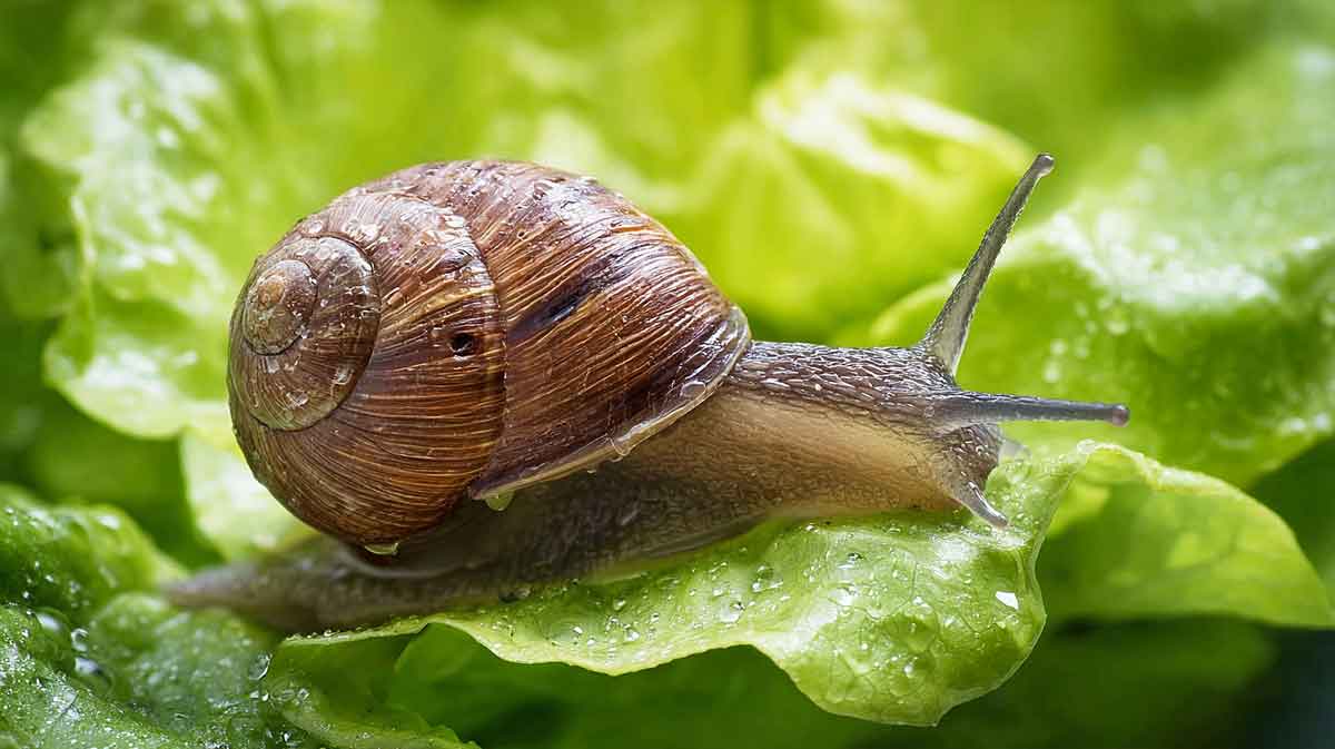escargot