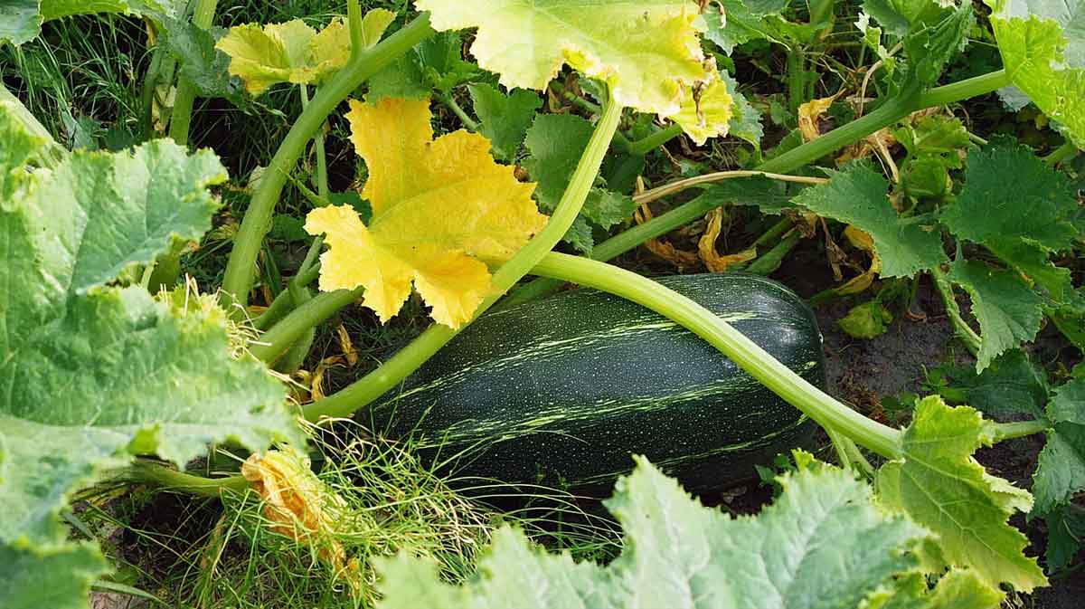 feuille jaune courgette