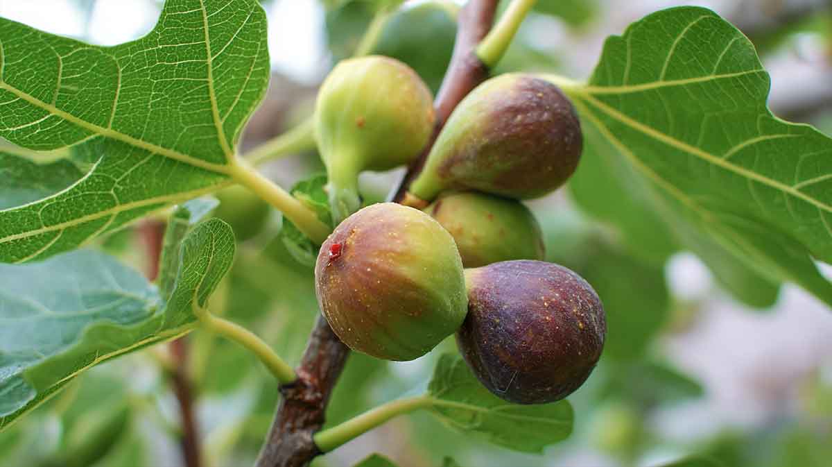 figues