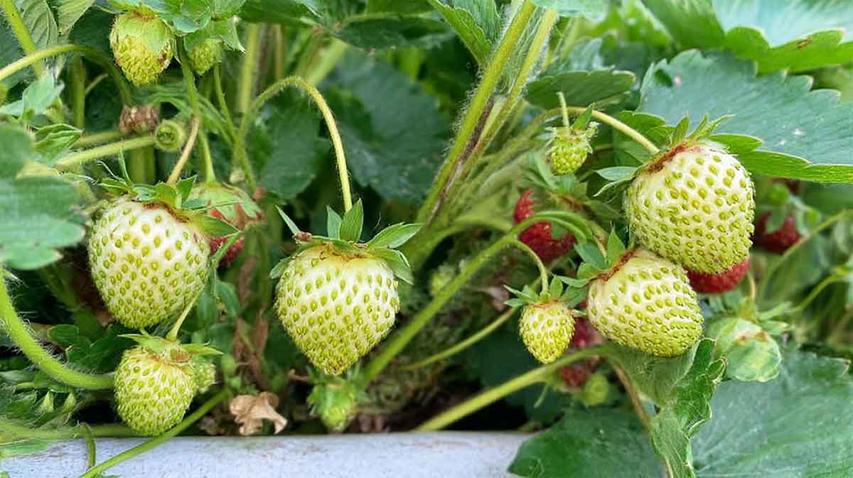 fraises blanches