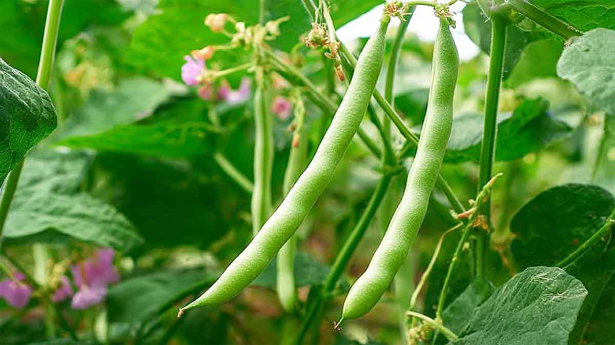 haricots verts