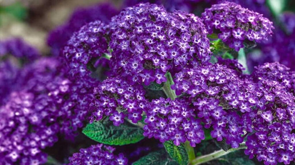 heliotrope perou