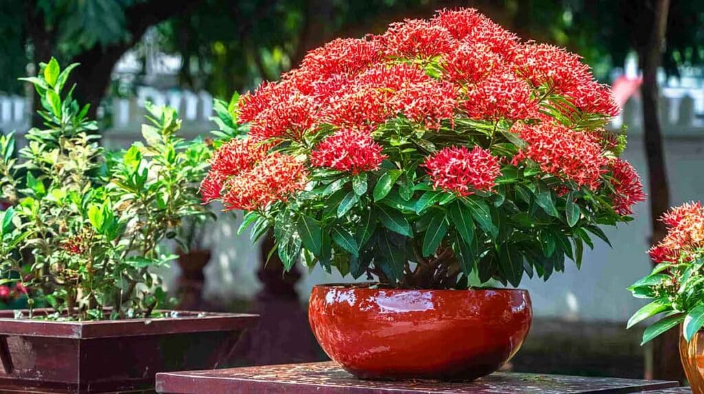 ixora