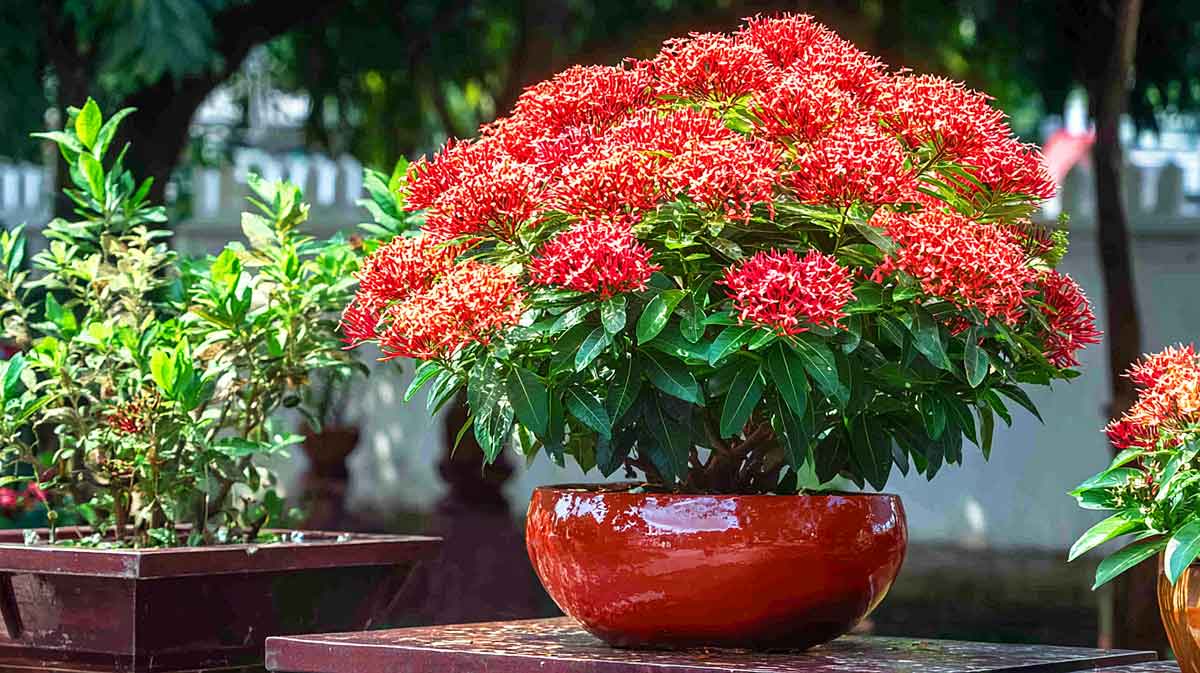 ixora