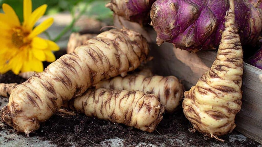 légumes anciens