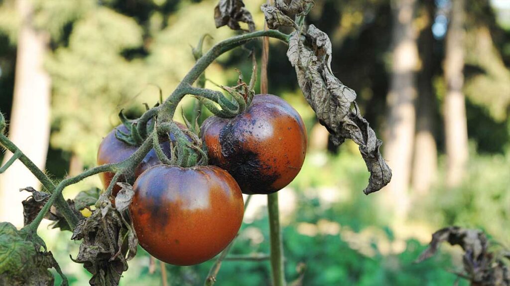 mildiou tomates
