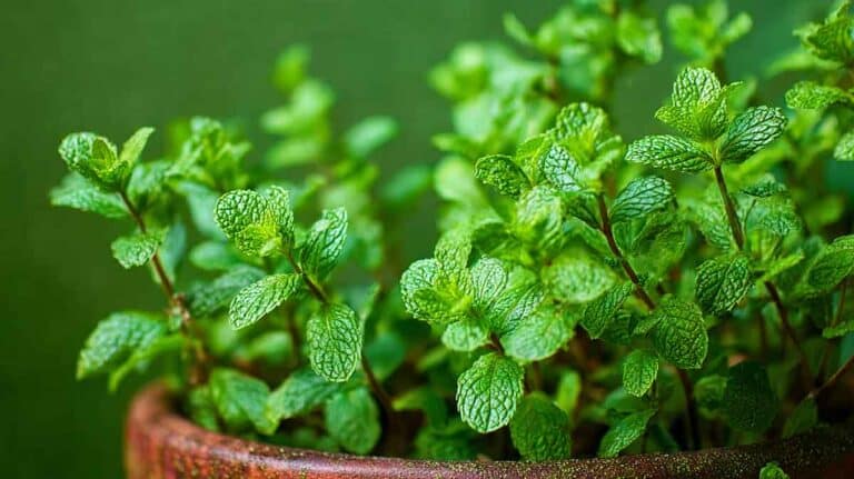pied de menthe