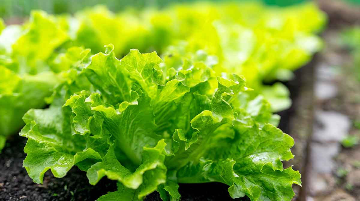 pieds de salades