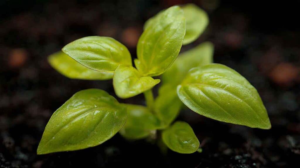plant basilic