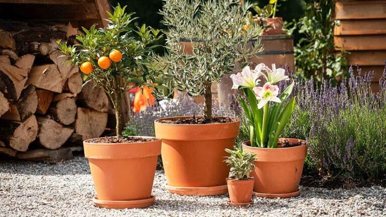 pots en terre cuite