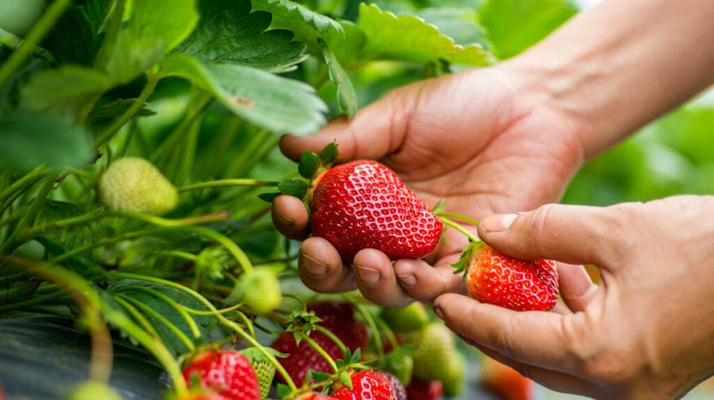 recolte fraises