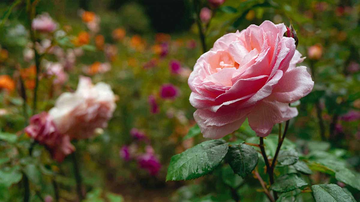 rosier chaleur