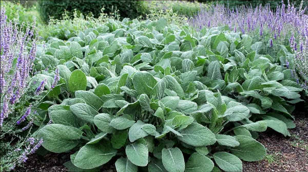 stachys