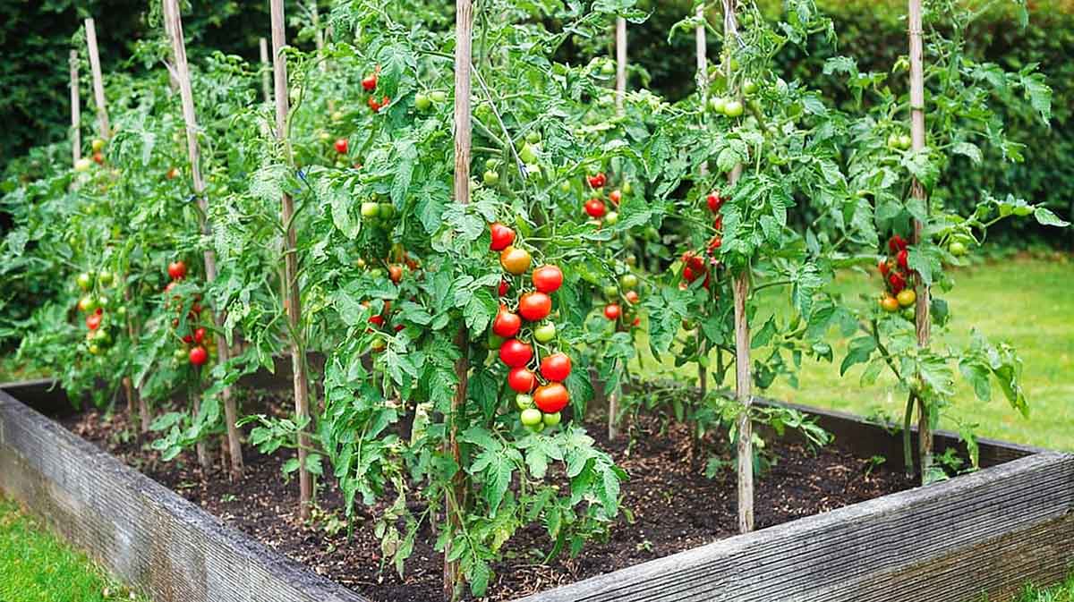tuteurs tomates