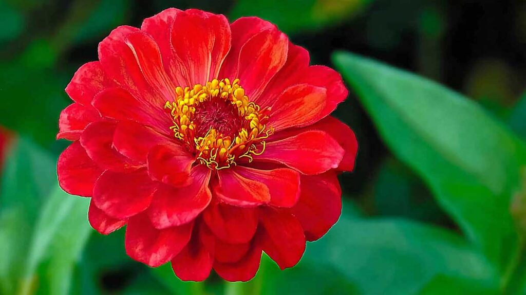 zinnia