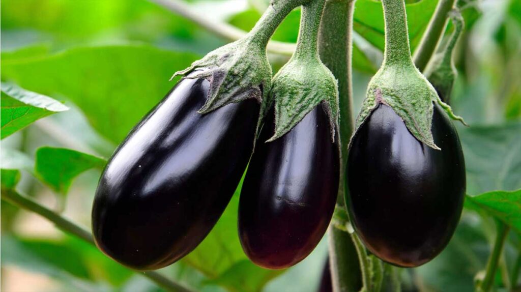 aubergines