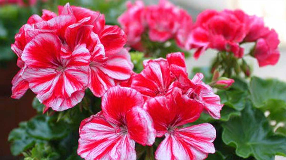 beau geranium