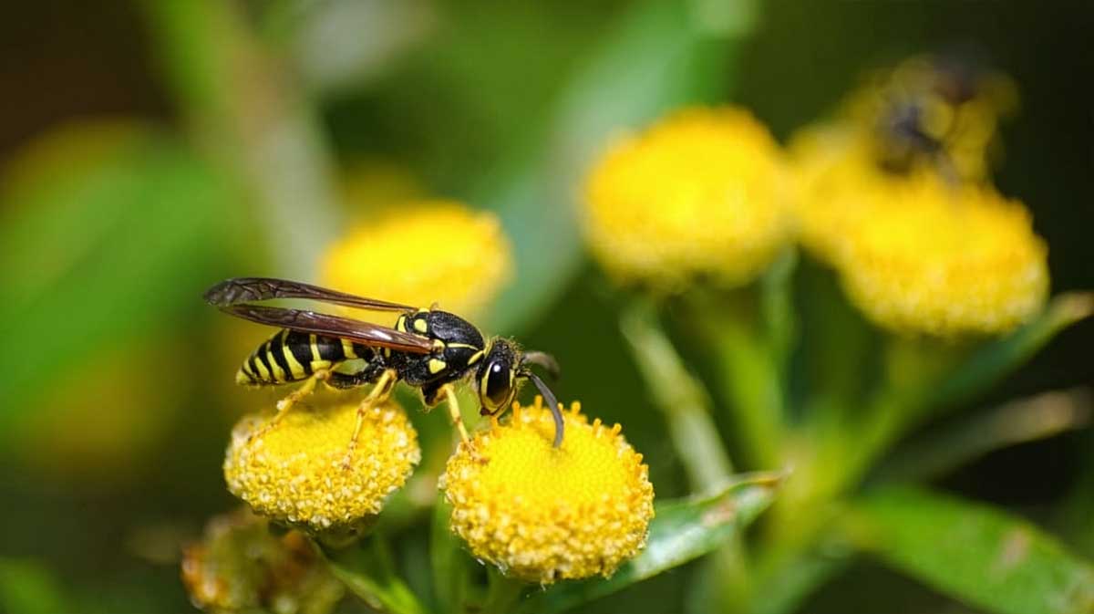 guepe fleur