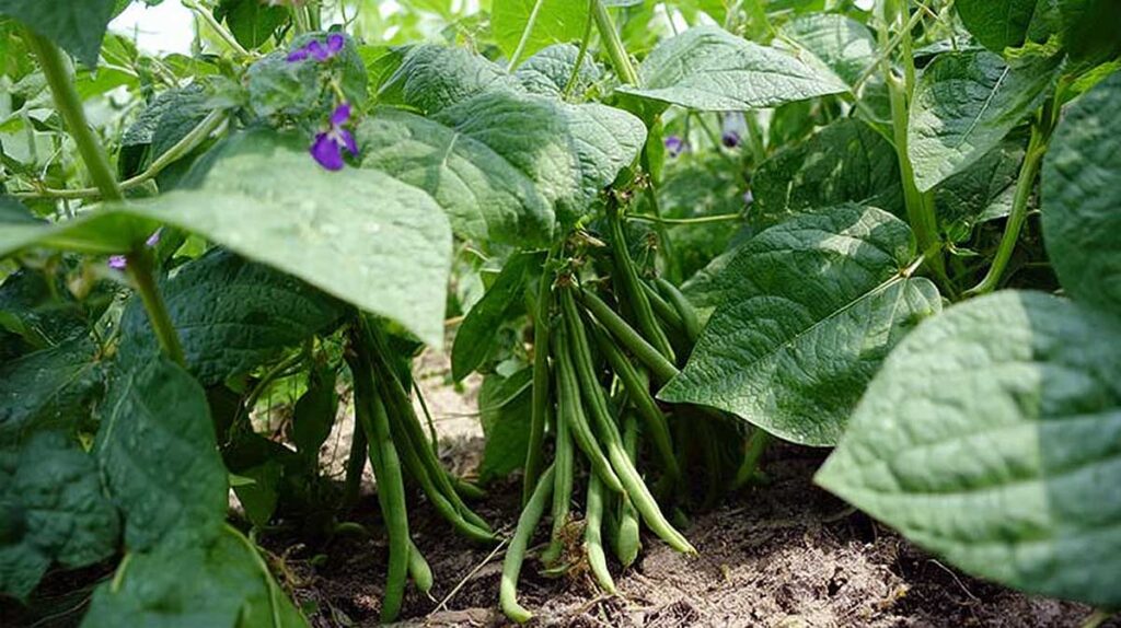 haricots nains