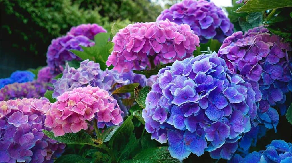 hortensia