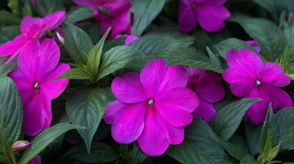 impatiens