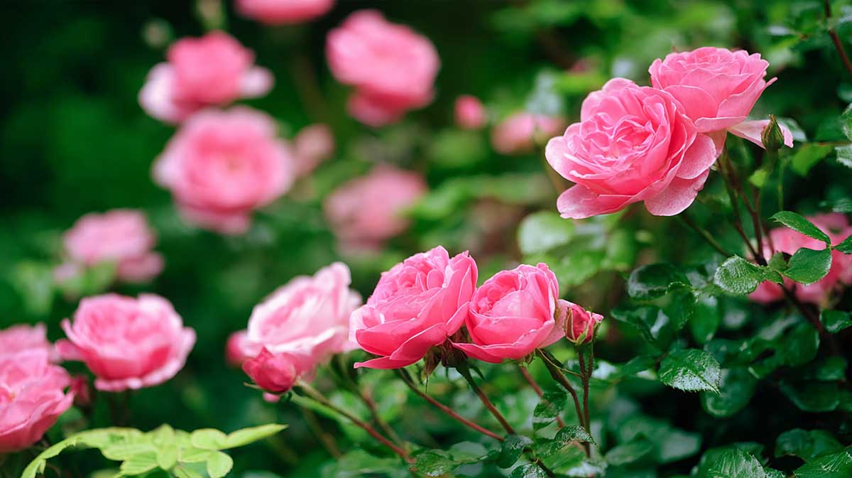 roses