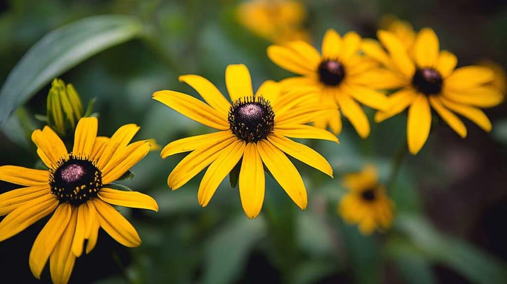 rudbeckia