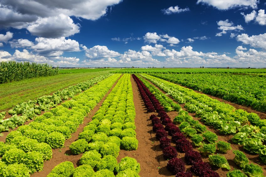Elzéar Agribusiness