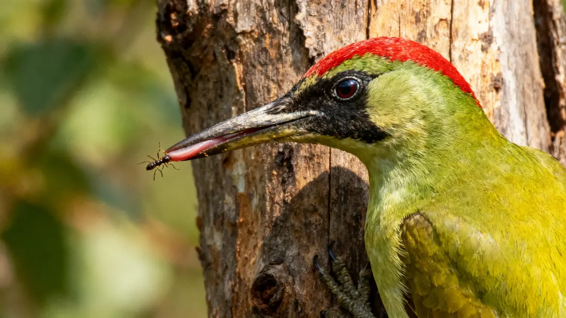 pivert plumage vert jaune langue fourmis