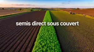 vue aérienne semis direct sous couvert champ agroécologique