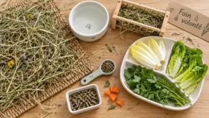 Alimentation lapin : foin à volonté, eau et verdure