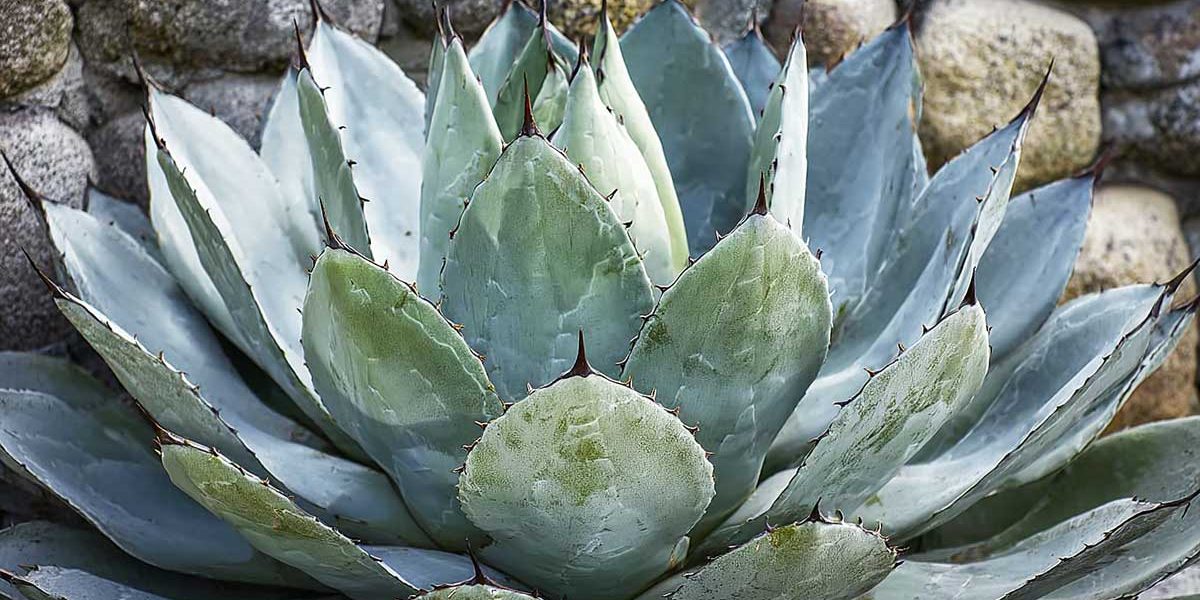 agave truncata