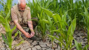 Techniques de préservation des plantes pendant la sécheresse