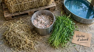 Alimentation du mouton : herbe fraîche et foin d’abord