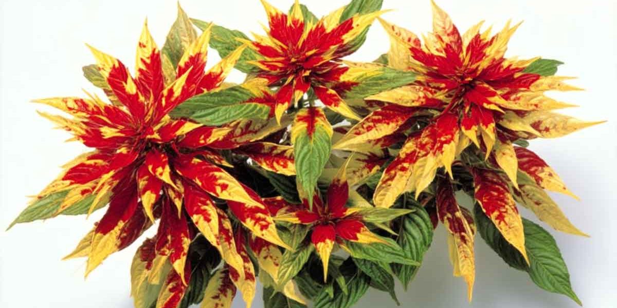 amaranthus