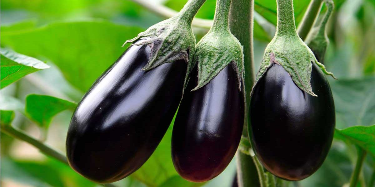 aubergines