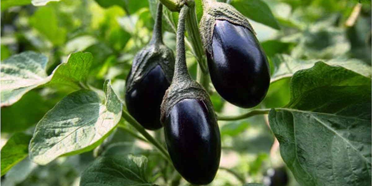 aubergines