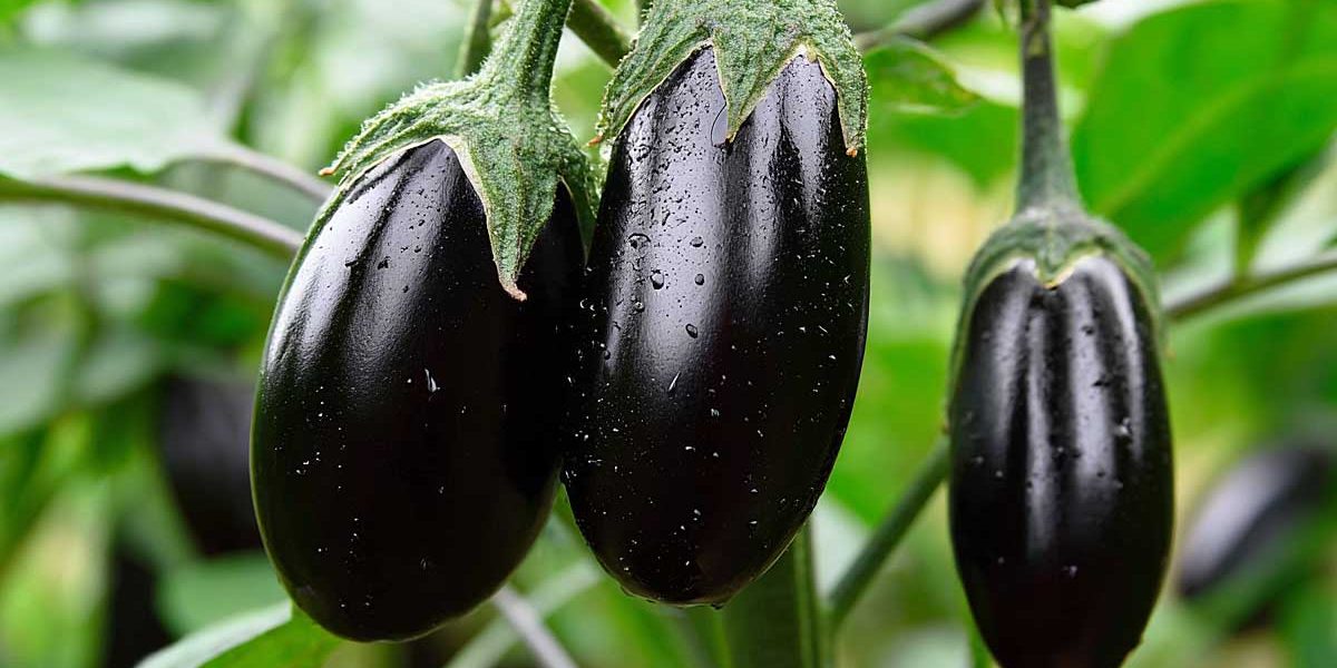 aubergines