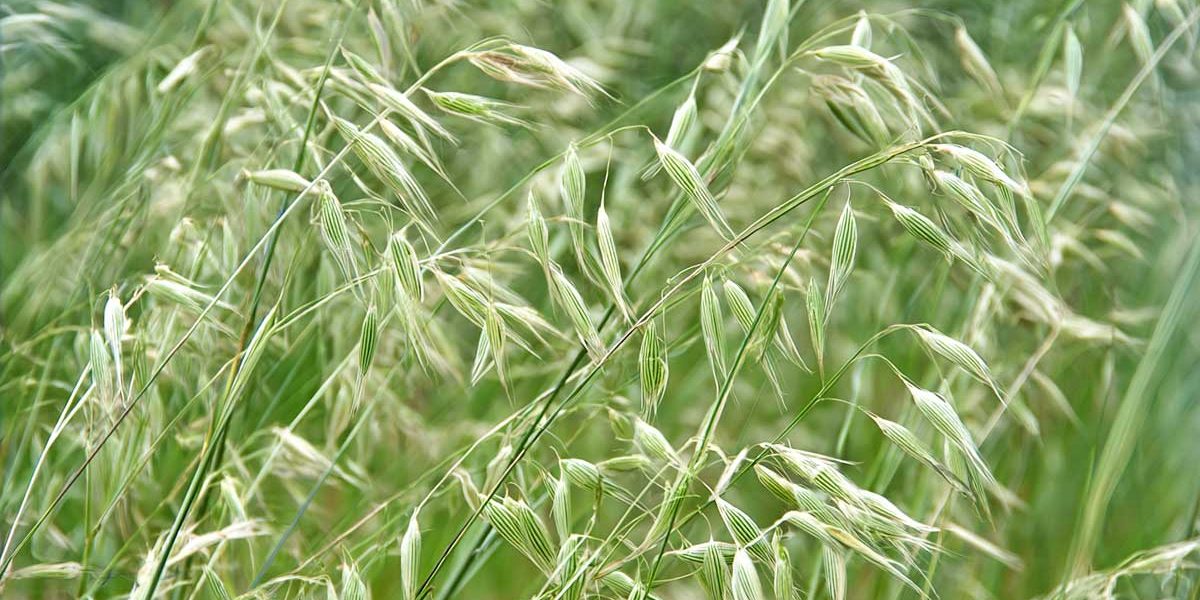avena sterilis