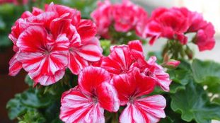 beau geranium