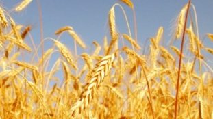 Champ de blé doré en été en France