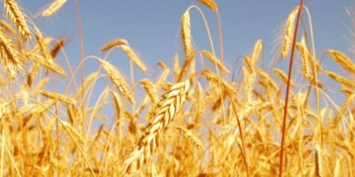 Champ de blé doré en été en France