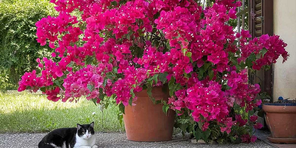 bougainvilliers pot