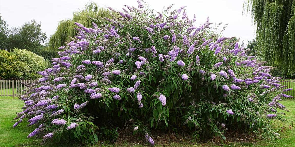 buddleia