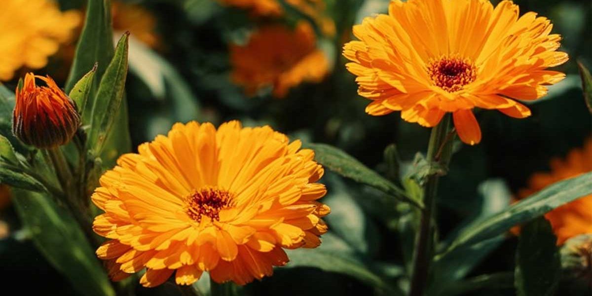 calendula