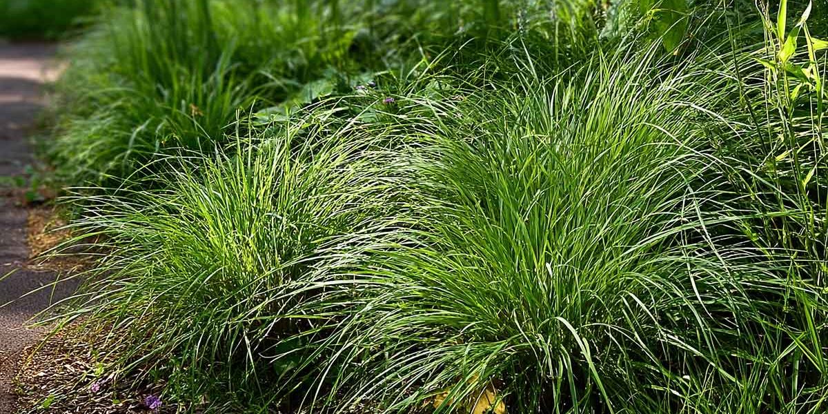 carex ou laîche