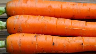 carottes